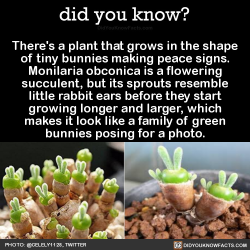 theres-a-plant-that-grows-in-the-shape-of-tiny