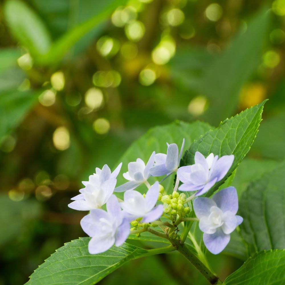 屋久島の紫陽花