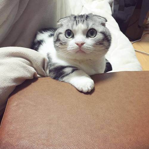 cute cat | Tumblr