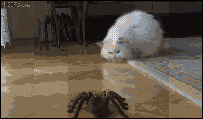 Кот и паук