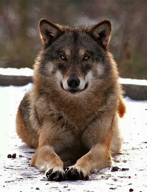 the-smiling-wolf:
“😊🐺💖
”