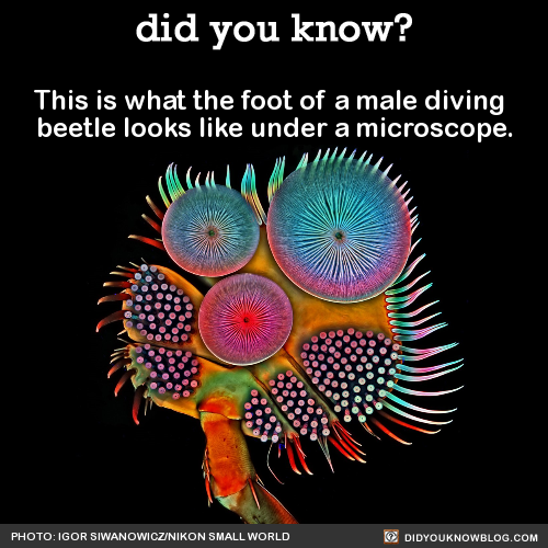 this-is-what-the-foot-of-a-male-diving-beetle