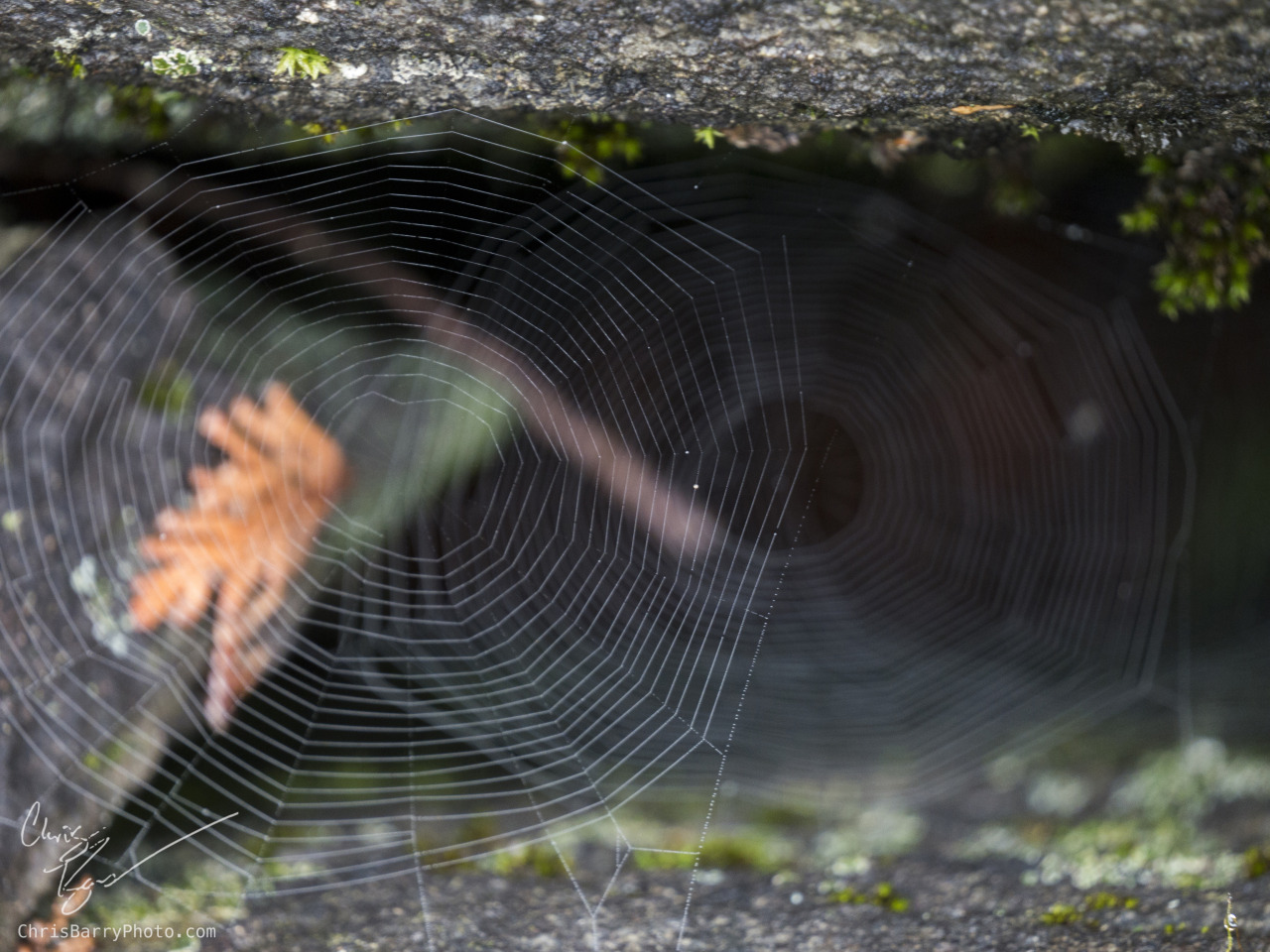 Spider webs II