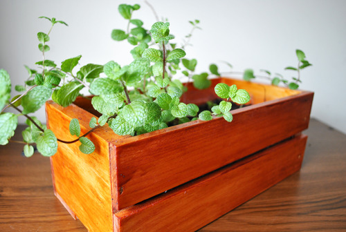 indoor herb garden for small spaces