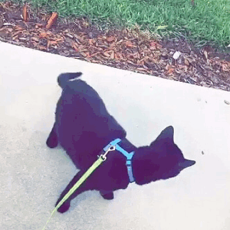 Черный кот на прогулке