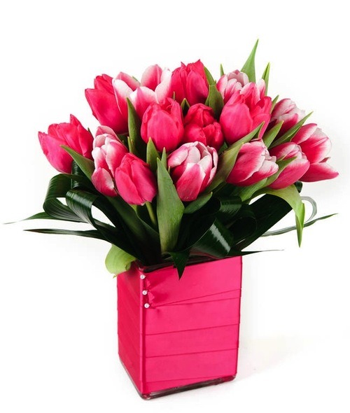 Red and White Tulips for Valentine's Day from Bloompop
