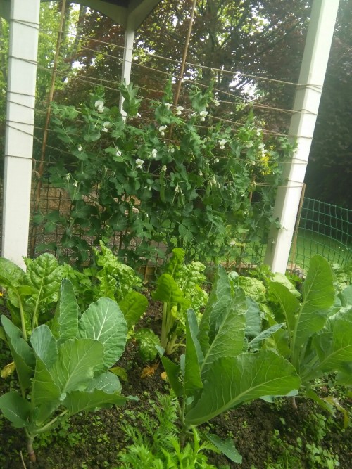 vegetable gardening on Tumblr