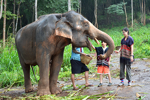 Patara Elephant Farm - Chiang Mai, Thailand by Michelle Tam https://nomnompaleo.com