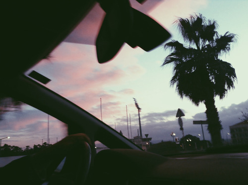 palm trees on Tumblr