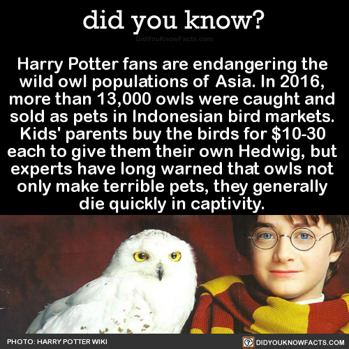 harry-potter-fans-are-endangering-the-wild-owl