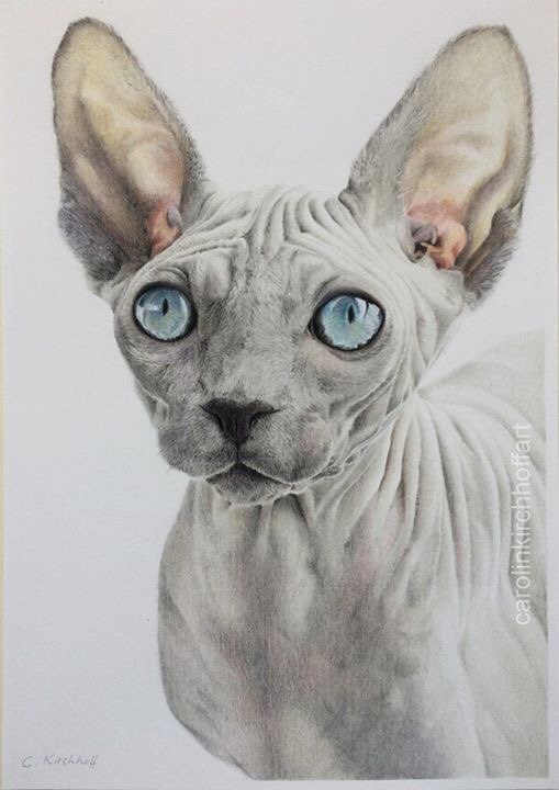 Finished drawing of a sphynx cat 🐈 So so happy with how it turned out and I’m in love with her eyes! 😍Coloured pencil on A4 size. Ref from Pixabay.