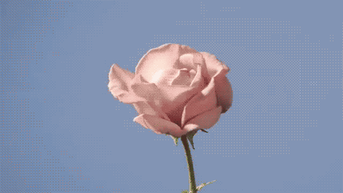 ☆ Une rose pour. Tumblr_osre5hhs5g1vqsu53o1_500