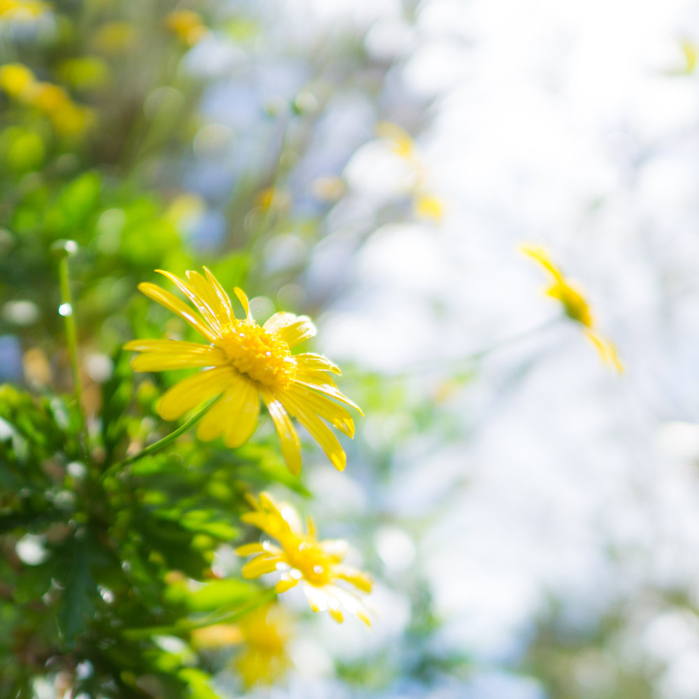 屋久島の雨上がり　黄色い花