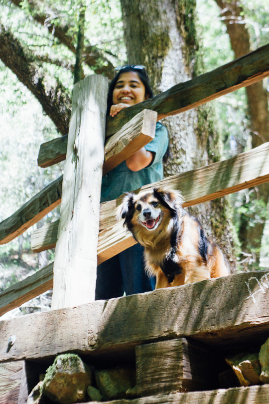 dog friendly waterfall hikes in Bay Area, waterfall hikes with dogs, dog friendly hikes in Marin county, waterfalls near San Francisco