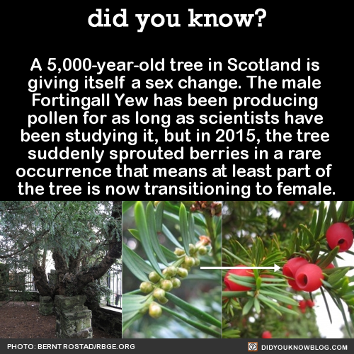 did-you-kno-a-5000-year-old-tree-in-scotland-is