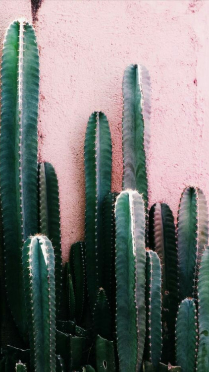 bedroom tumblr wallpapers Tumblr  cactus  wallpaper