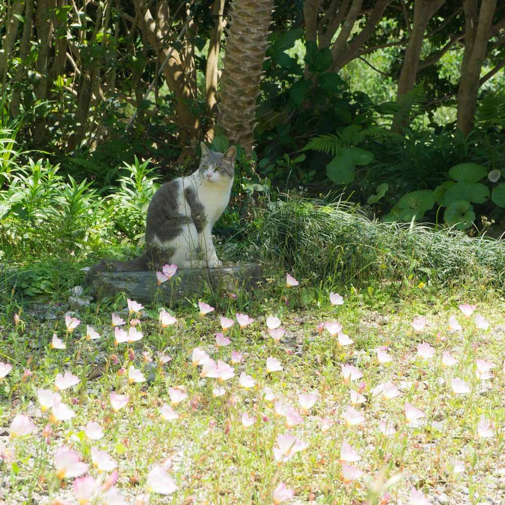 屋久島の月見草と猫　ひだまり