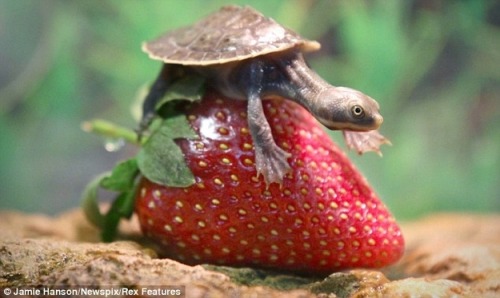 the-omniscient-narrator: “ mxcleod: “ octemberfirst: “ abqandnotu: “ merosse: “ TINY TURTLE INVESTIGATORS: THE CASE OF THE LARGE STRAWBERRY ” GOOD MORNING EVERYONE ” “HAVE YOU TRIED BALANCING ON IT” “YES OF COURSE I TRIED BALANCING ON IT JENKINS THIS...