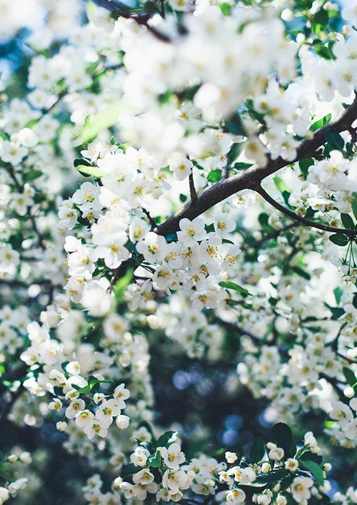jasmine flower on Tumblr
