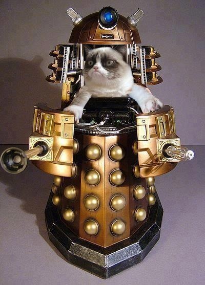 Image result for grumpy cat doctor who picture