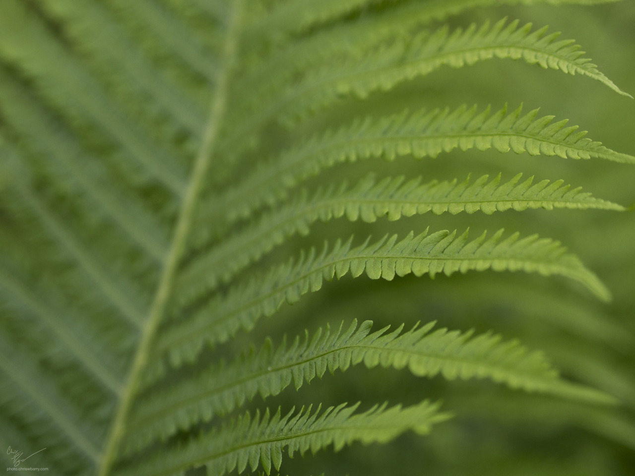 And last one of a fern