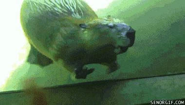 georgetakei:
“You otter say hi.
Source: Awwww Pets
”
That’s a fucking beaver.