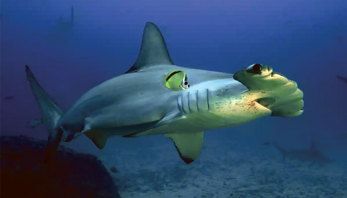 Canavarlara daha yakından bakmak: Akdeniz'deki 12 köpekbalığı