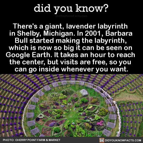 theres-a-giant-lavender-labyrinth-in-shelby