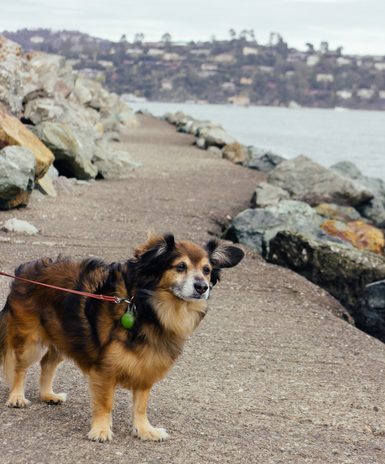 Sausalito Bay Area pet friendly staycation