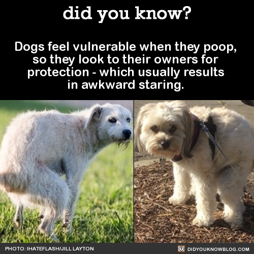 did-you-kno-dogs-feel-vulnerable-when-they-poop
