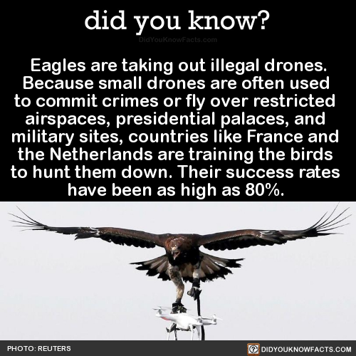 eagles-are-taking-out-illegal-drones-because
