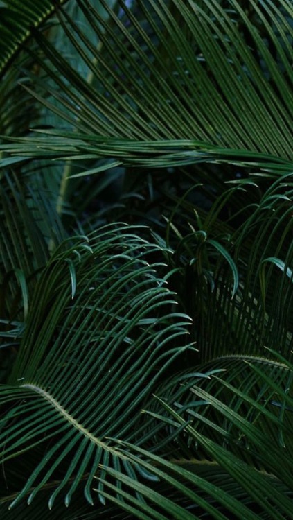 Aesthetic Wallpaper Green Plants Tumblr