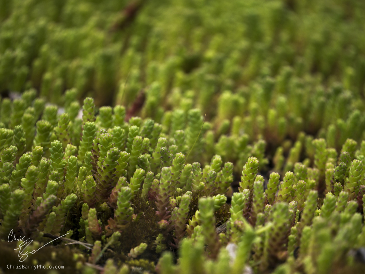 Some little moss/fern type thing (pretty sure its a type of moss)