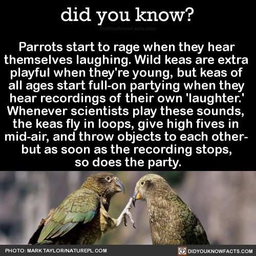 parrots-start-to-rage-when-they-hear-themselves