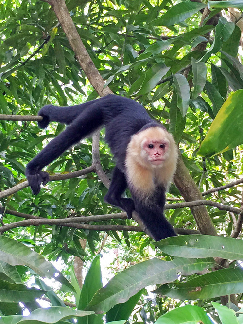 Top 10 Things to Do in Costa Rica (of Any Vacation Spot!) by Michelle Tam https://nomnompaleo.com