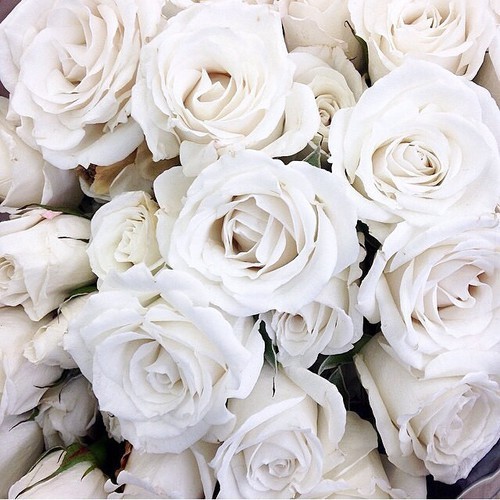 white roses on Tumblr