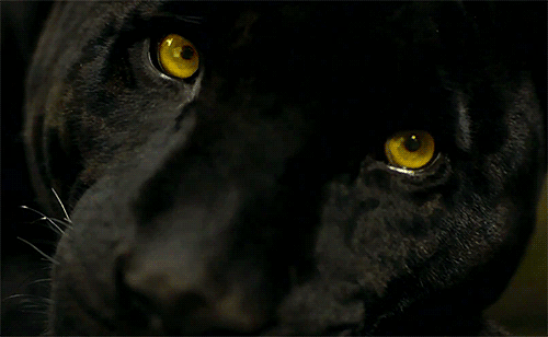 big and beautiful black panther gif | WiffleGif
