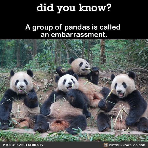 a-group-of-pandas-is-called-an-embarrassment