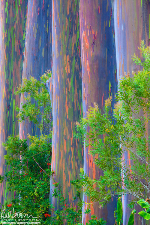 eucalyptus deglupta on Tumblr