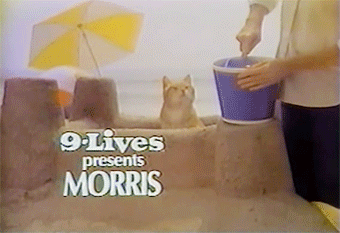 Image result for morris the cat gif