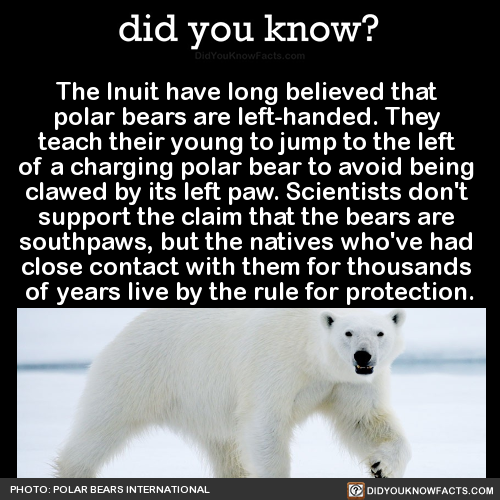 the-inuit-have-long-believed-that-polar-bears-are