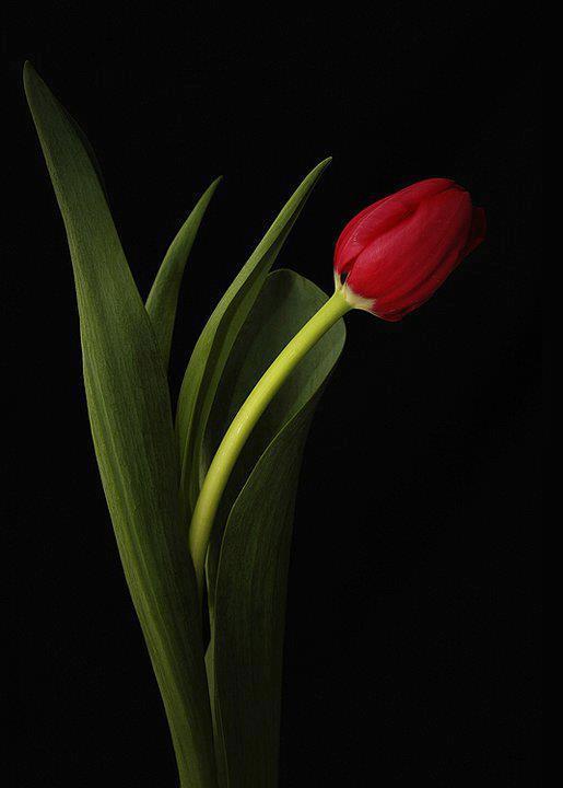Alana tulips