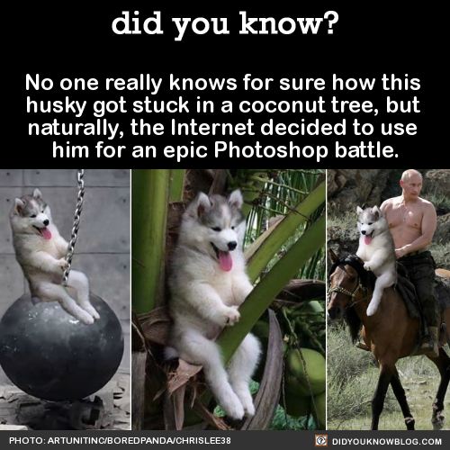 no-one-really-knows-for-sure-how-this-husky-got