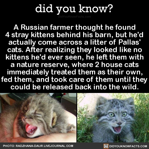 a-russian-farmer-thought-he-found-4-stray-kittens
