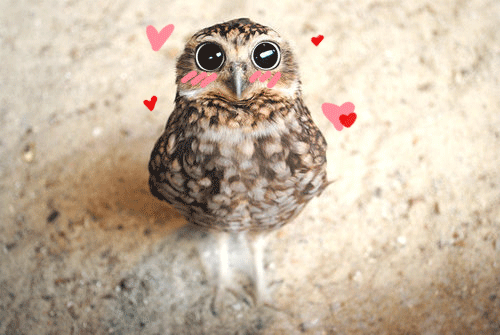 Image result for blushing owls