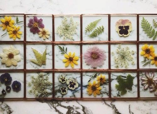 Pressed Flower Art and Botanical Coasters by Karly Murphy on... Artes & contextos tumblr orz8bnLby21qas1mto9 500