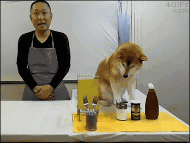 Shiba Inu Shibe Doge Cooking Show Cute Pet