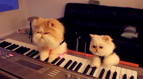 Коты играют на синтезаторе