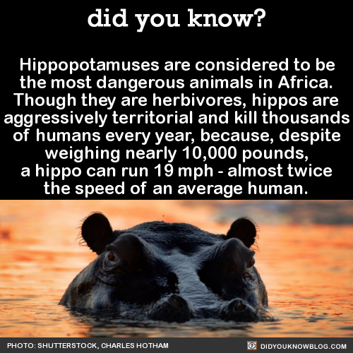 hippopotamuses-are-considered-to-be-the-most