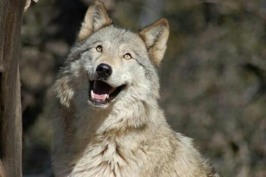 the-smiling-wolf:
“😊🐺💖
”